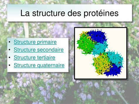 Ppt La Structure Des Protéines Powerpoint Presentation Free Download