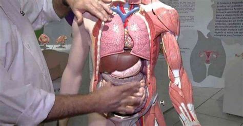 Aprenda Um Truque Rápido Para Você Saber Se Seus órgãos Estão