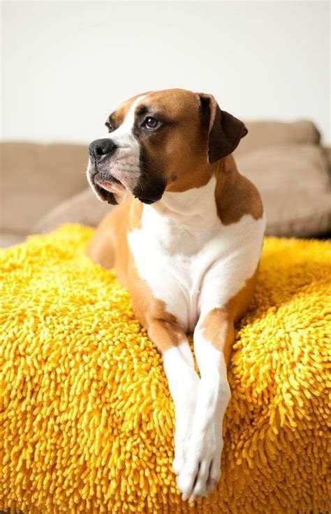 The 110 Most Popular Boxer Names Boxer Dogs Dog Life Best Dog Breeds
