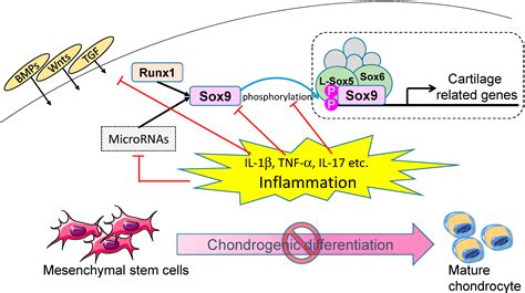ijms free full text acquiring chondrocyte phenotype from human mesenchymal stem cells under