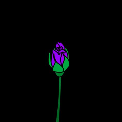 Blooming Neon Purple Rose Flowers Animation 
