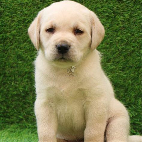 Labrador Retriever Puppies For Sale Dav Pet Lovers