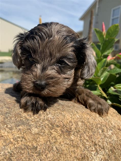 YorkiePoo Puppies For Sale | North Fairfield, OH #307814
