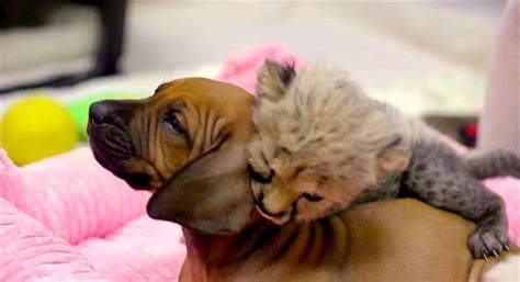 15 Dogs Whose Best Friends Are Wild Animals Life With Dogs