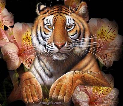 Tiger Bengal Feline Gifs Tigre
