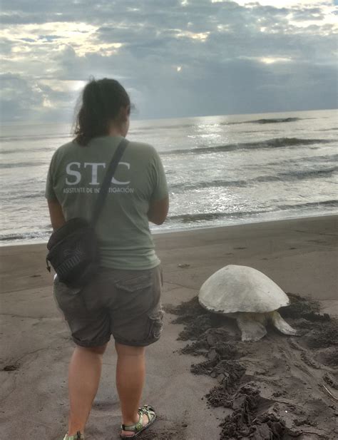 Stc Sea Turtle Blog Sea Turtle Conservancy