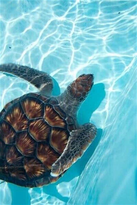 Swimming Sea Turtle Pictures Photos And Images For