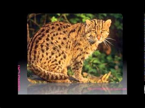 wild cats breeds youtube