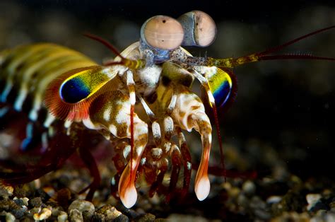 One Of The Strangest Animals On Earth Gets A Little Weirder Ars Technica