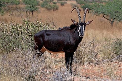 🌍 Angola National Animal Sable Antelope Hippotragus Niger