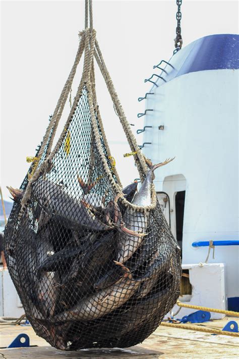 Inicia Temporada De Pesca De Atún En El Océano Pacífico Prensa Animal