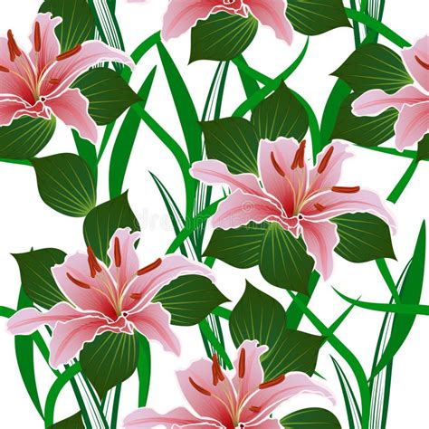 Seamless Pattern With Lily Flowers Stock Vector Illustration Of