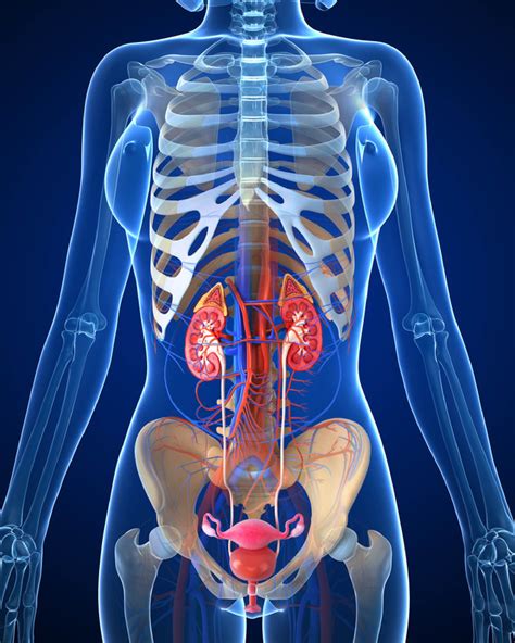 Dummies helps everyone be more knowledgeable and confident in applying what they know. Anatomy of female urinary system - Kidney Cancer Support Network