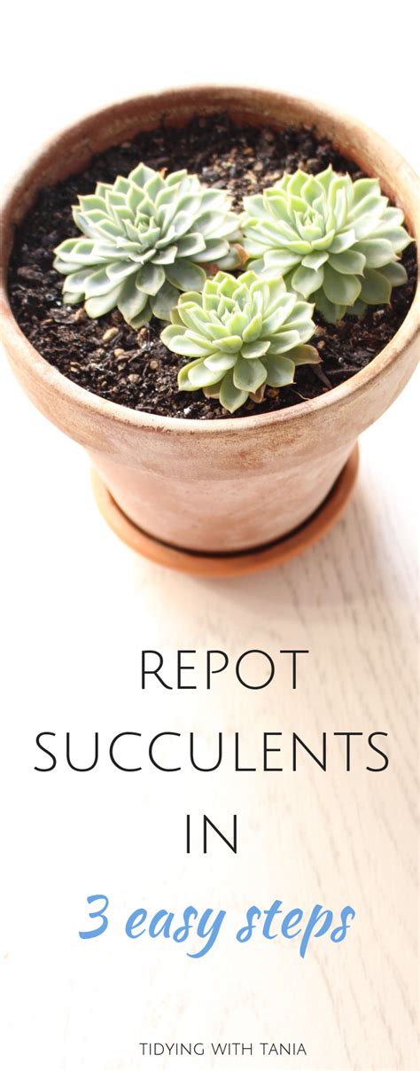 Repotting Indoor Plants Doesnt Have To Be A Chore Follow My 3 Easy