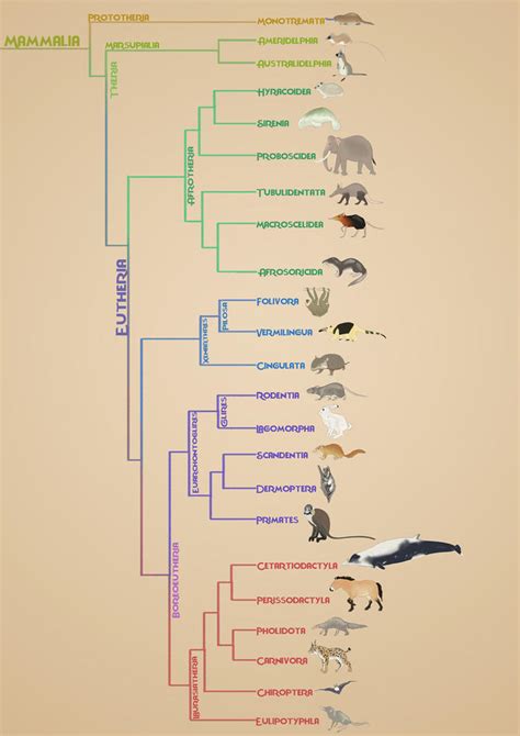 Mammals Phylogeny By Rainbowleo On Deviantart