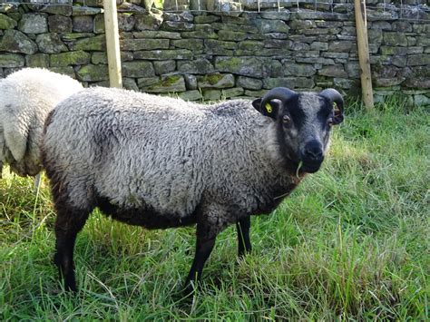Shetland Tup Lamb Plus Ewes For Sale Shetland Sheep Society
