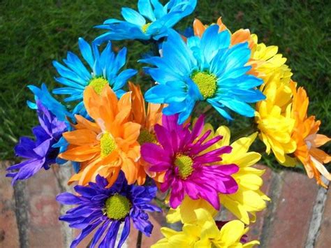 Invadono steli, fiori e le foglioline ricoprendoli di macchie e malformazioni, tipo la niente trasmette più gioia di questo bouquet di margherite colorate. NATURA CON ANIMA: MARGHERITE COLORATE FIORI VARI E FRASI ...