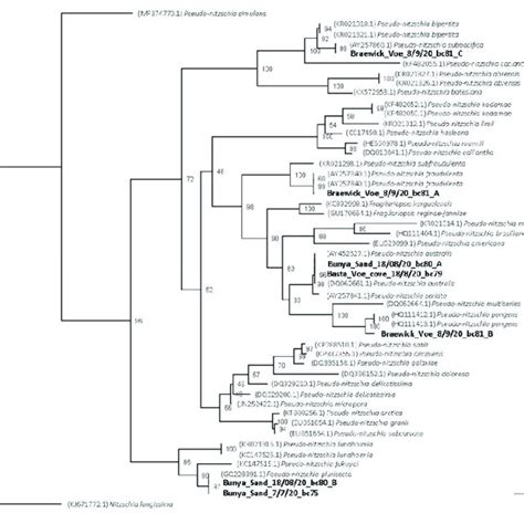 Phylogenetic Tree Illustrating The Relationships Between The