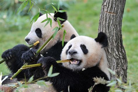 Wild Panda Killed Dismembered Sold As Meat China State Tv Nbc News