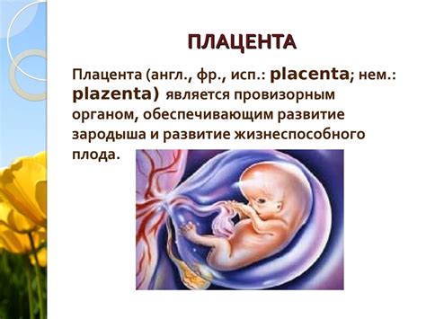 Плацента: фото после родов, как выглядит и что делают с ...