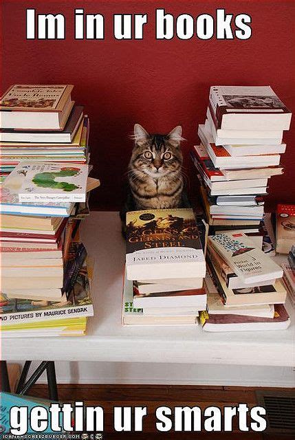 In Ur Books Cat Books Crazy Cats Funny Pictures
