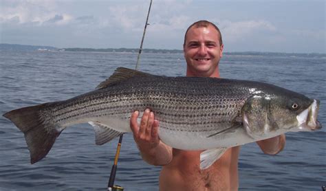 Striped Bass Striper Fishing Charters Gloucester