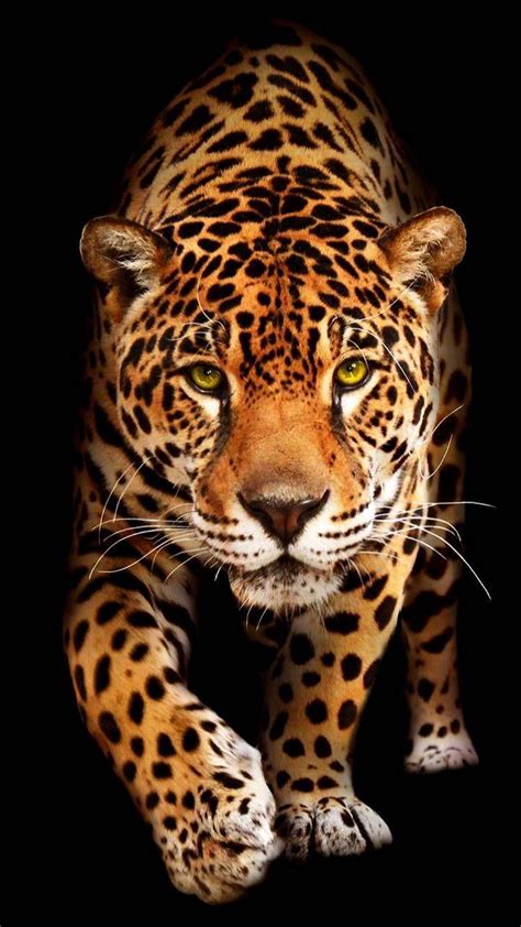 Jaguar Animal 4k Wallpapers Top Free Jaguar Animal 4k Backgrounds