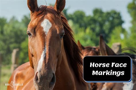 11 Horse Face Markings And How Do They Look Like With Chart