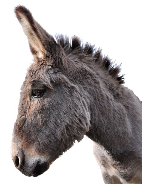 Donkey Png Transparent Image Download Size 1000x1299px