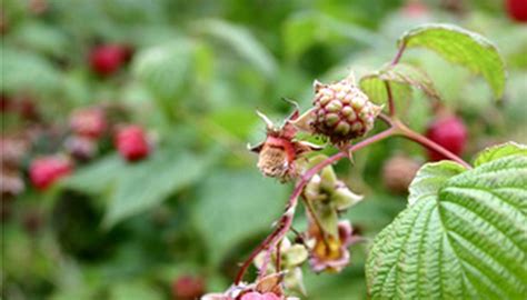 Phytophthora Root Rot On Raspberries Garden Guides
