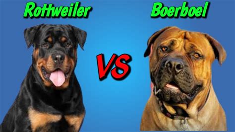 Rottweiler x chesapeake bay retriever mix = rottpeake. Rottweiler VS Boerboel South African Mastiff || Boerboel ...