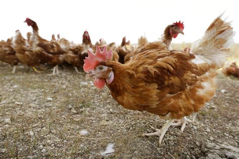 Despite Avian Flu Outbreak Pa Poultry Still Safe To Eat Dept Of