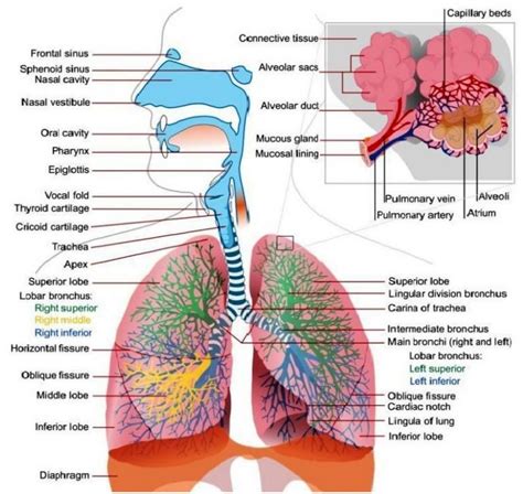 Label The Structures Of The Respiratory System Elegant Lower