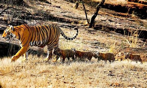 Tigress T19 Spotted With Four Newborn Cubs At Ranthambhore National