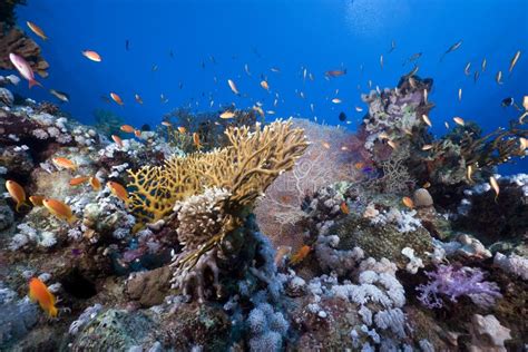 Tropical Marine Life In The Red Sea Stock Photo Image 17535340