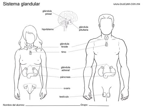 Esquema Del Sistema Glandular Con Los Nombres De Sus Partes Cuerpo Humano Imagenes Sistemas