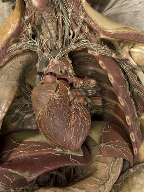 Complete with high resolution texture maps. Wax anatomical model of a female showing internal organs ...