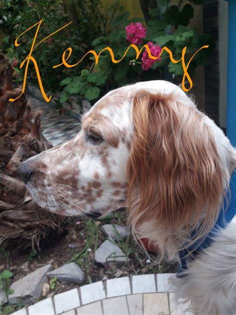 Detect language english german french italian spanish. ORANGE ENGLISH SETTER KENNY ....IN THE BACKYARD ...
