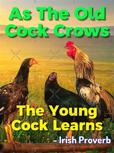 Irish Proverb As The Old Cock Crows The Young Cock Learns Poster For Sale By Irishproverbs