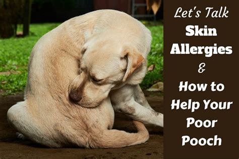 How To Help Relieve Dog Allergies