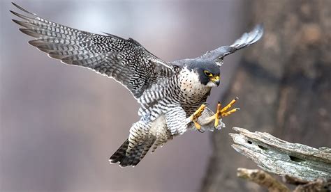 Investigation Into The Killing Of Two Peregrine Falcons In Co Louth