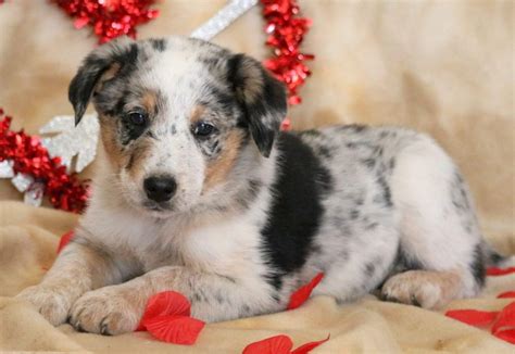 Chow Blue Heeler Mix Puppies Puppy And Pets