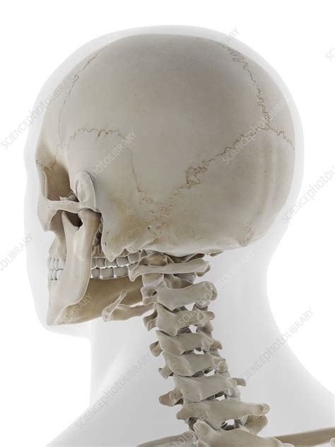 Back Of The Skull Illustration Stock Image F0296605 Science