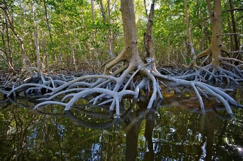 Everglades National Park The Best Places To Visit In Florida Usa