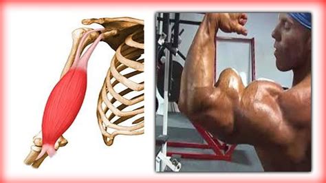 Training For Muscle Size Vs Training For Muscle Strength
