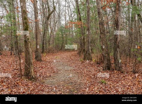 Fall foliage hiking trail in the Cumberland Plateau shows a beautiful