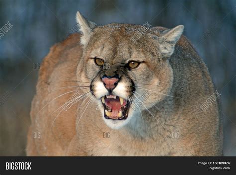 Angry Cougar Snarling Image And Photo Free Trial Bigstock