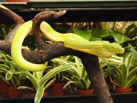 Female Sorong Green Tree Python For Sale In Iver Heath