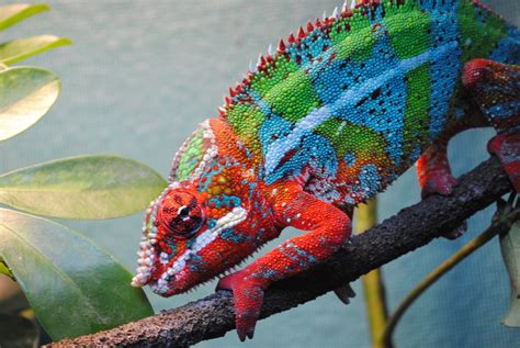 Panther Chameleons From The Areas Of Nosy Be Ankify And Ambanja Are