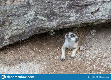 The Suricata Suricatta Or Meerkat In Cave Stock Image Image Of